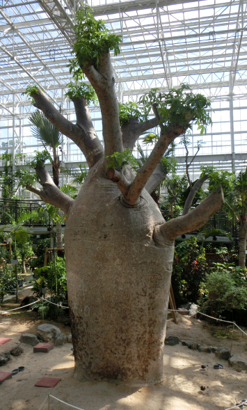 広島市植物公園写生大会