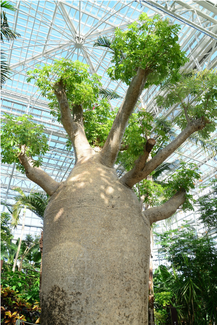 広島市植物公園写生大会